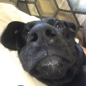 Meet your Posher, Ally